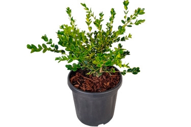6L Buxus Green Gem.jpg